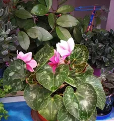 Cyclamen Care Guide (How to easily grow cyclamen? — A detailed interpretation of the way of caring for cyclamen)2
