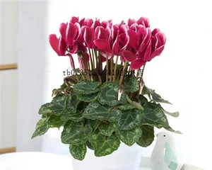 Cyclamen Care Guide (How to easily grow cyclamen? — A detailed interpretation of the way of caring for cyclamen)3