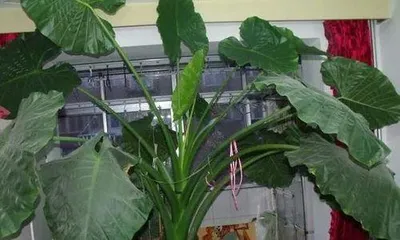 Care for Spathiphyllum in Summer (Master these tips to help your Spathiphyllum grow healthier)