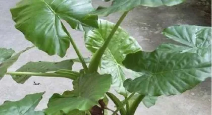 Summer Care for Dripping Guanyin (Master These Techniques for Healthier Growth) 2