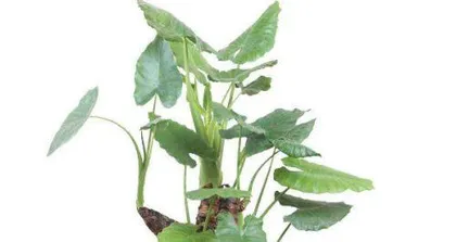 Summer Care for Dripping Guanyin (Master These Techniques for Healthier Growth) 3