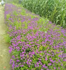 Verbena - A Perennial Plant (Growing Environment, Characteristics, Uses, Care Tips) 2