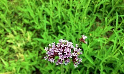 Verbena - A Perennial Plant (Growing Environment, Characteristics, Uses, Care Tips) 3