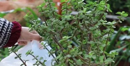 The secrets to caring for Mock Azalea in winter (Mock Azalea won't die in winter, as long as these key steps are done well)