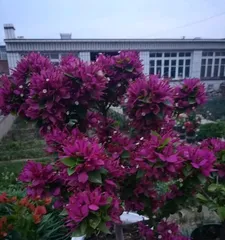 Winter Care Secrets for Portulacaria afra (Portulacaria afra Won