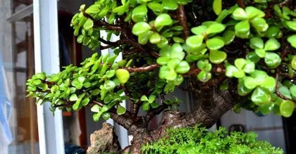 Winter Care Secrets for Portulacaria afra (Portulacaria afra Won