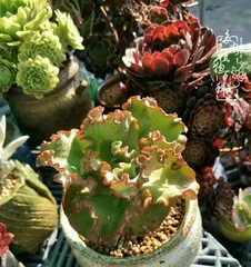 Care Tips for Small Rose Succulents (How to Keep Small Rose Succulents Healthy and Thriving)