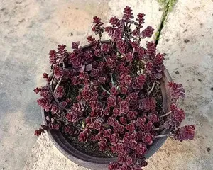 Care Tips for Sedum morganianum (How to Keep Sedum morganianum Healthy and Lush) 2