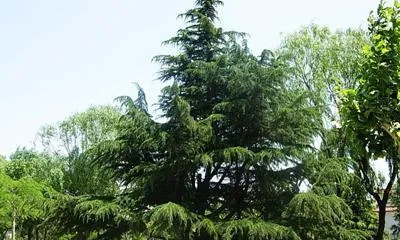 A Discussion on the Tree-Shrub Nature of Cedar (Understanding the Classification and Characteristics of Cedar as Trees and Shrubs)
