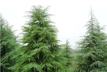 Exploring the Tree-Shrub Nature of Cedar (Understanding the Classification and Characteristics of Cedar) 2