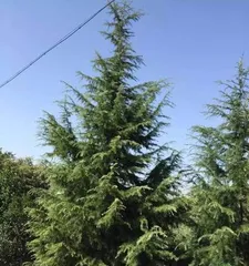 Exploring the Tree-Shrub Nature of Cedar (Understanding the Classification and Characteristics of Cedar) 3