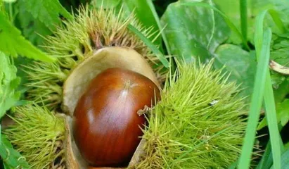 The Planting Method of Chestnut Seeds (Teaching You Step by Step to Grow Chestnut Trees from Seeds to Mature Trees)