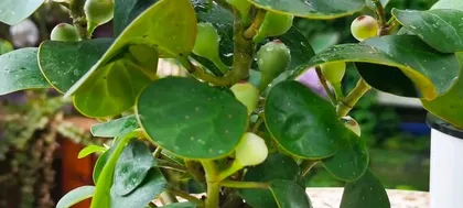 Cultivation methods and precautions for Small Hope Bodhi (Creating a must-have indoor bonsai - Small Hope Bodhi)