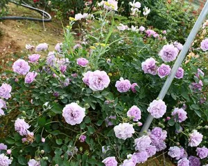 The growth habits of the little girl's rose (unveiling the secret whether the little girl's rose is a vine or a shrub)