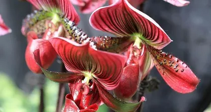 Complete Guide to Care for False Solomon's Seal！（Planting Methods and Precautions to Help You Easily Create a Fresh and Inviting Home Garden.）