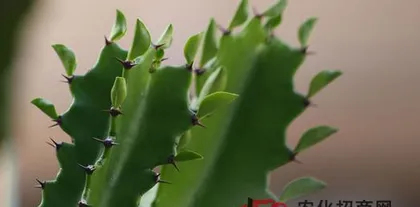 A Complete Guide to Chazhuhua Care! (Planting methods and precautions to help you easily create a fresh and pleasant home.) 2