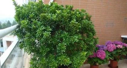 A Complete Guide to Chazhuhua Care! (Planting methods and precautions to help you easily create a fresh and pleasant home.) 3