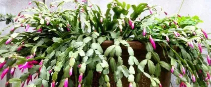 How to Care for Epiphyllum Quickly (Master Tips for Rapid Growth, A Comprehensive Guide from Care to Propagation) 3