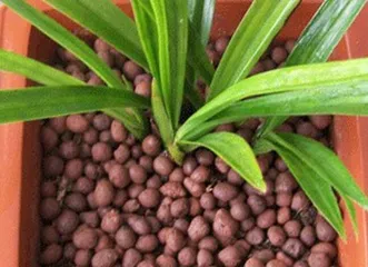 Pinus Needle Soil Flowering Complete Guide (Which Flowers Are Suitable for Planting? How to Manage?)