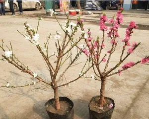 Create a Brilliant Flower Sea - How to Easily Grow Peach Blossoms (Comprehensive Guide to Peach Blossom Care, Helping You Easily Own a Stunning Flower Sea)