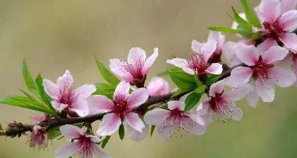 Creating a Stunning Sea of Flowers—How to Easily Grow Peach Blossoms (A Complete Guide to Peach Blossom Care, Helping You Easily Own a Stunning Sea of Flowers) 2