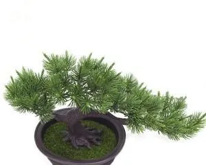 Care Methods for Pine Needle Bonsai (Creating a Natural and Fresh Small Space) 2