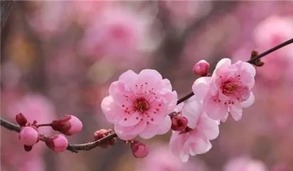 Creating a Stunning Sea of Flowers—How to Easily Grow Peach Blossoms (A Complete Guide to Peach Blossom Care, Helping You Easily Own a Stunning Sea of Flowers) 3