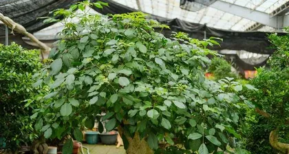 Care Methods for Pine Needle Bonsai (Creating a Natural and Fresh Small Space) 3