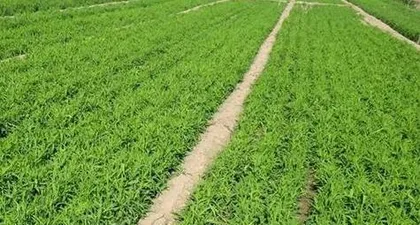 Essential Reading for Patients with Qi Deficiency and Excessive Dampness (Suitable for which regions to plant, how to care for it?)