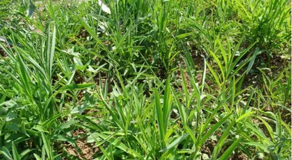 气虚湿重患者必读(适合哪些地方种植,如何养护?)2