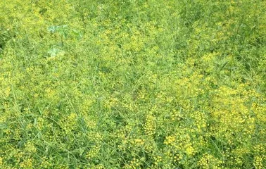 气虚湿重患者必读(适合哪些地方种植,如何养护?)3