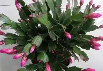 Cattleya enjoys sunlight — Exploring the care techniques for cattleya