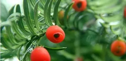 Can Sago Chamaecyparis Survive Sunlight? - Unveiling the Care Knowledge of Sago Chamaecyparis (Sago Chamaecyparis Planting and Care, Sun Protection Care, Light Requirements, Precautions)