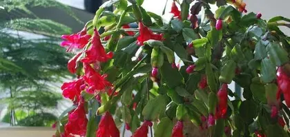 Crab Cactus Loves Sunlight - Exploring the Care Tips for Crab Cactus 2
