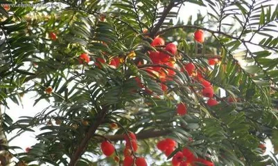 Can Yew Trees Be Exposed to the Sun? - Unveiling the Care Knowledge for Yew Trees (Yew Planting and Maintenance, Sun Protection, Light Requirements, Precautions)2