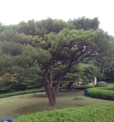 Winter Care Methods for Pine Trees (Ensuring Pine Trees Stay Healthy Through Winter, Protecting the Ecological Environment)