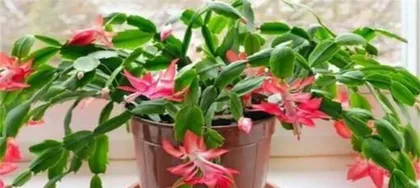 Crab Cactus Loves Sunlight - Exploring the Care Tips for Crab Cactus 3