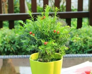 Can Yew Trees Be Exposed to the Sun? - Unveiling the Care Knowledge for Yew Trees (Yew Planting and Maintenance, Sun Protection, Light Requirements, Precautions)3