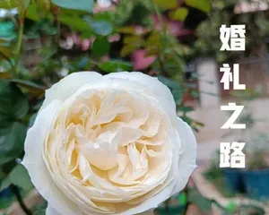 The Road to the Wedding (Exploring the Similarities and Differences Between Rambling Roses and Bush Roses, Interpreting Their Unique Charm in Weddings)