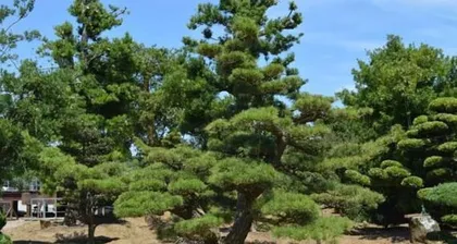 Winter Care Methods for Pine Trees (Helping Pine Trees Survive Winter Healthily and Protecting the Ecological Environment) 2