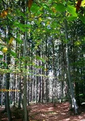 Winter Care Methods for Pine Trees (Helping Pine Trees Survive Winter Healthily and Protecting the Ecological Environment) 3