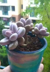 Potted Planting Secrets - Making Your Echeveria More Healthy (Echeveria Potted Planting Methods and Steps, Potted Planting Care Precautions)