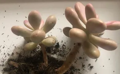 上盆养护秘籍-让你的桃蛋更健康(桃蛋上盆方法与步骤、上盆养护注意事项)2