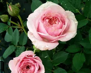 Advantages and Disadvantages of Carousel Roses (Exploring the Suitability and Limitations of Carousel Roses)