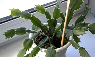Indoor cultivation of Schlumbergera (Care techniques and precautions for Schlumbergera)