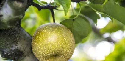 The Amazing Effects and Health Benefits of Tribute Pears (Exploring the Nutritional and Medicinal Value of Tribute Pears to Keep You Away from Illness and Worries)