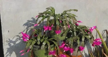 How to grow Christmas cactus indoors (Care tips and precautions for Christmas cactus) 2