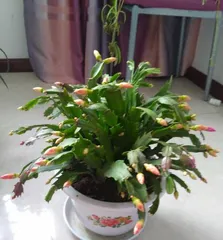How to grow Christmas cactus indoors (Care tips and precautions for Christmas cactus) 3
