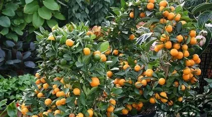 The Family Care Methods for Kumquat Trees (Cultivating Healthy and Delicious Kumquats)