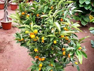 金桔树的家庭养护方法（打造健康可口的金桔果实）2